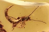 Amazing Fossil Earwig (Dermaptera) In Baltic Amber - Rare Inclusion #270583-1